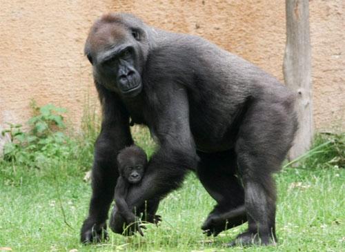 Горилла баюкала своего мёртвого малыша