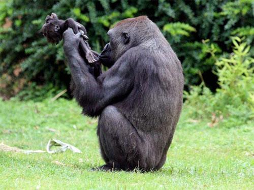Горилла баюкала своего мёртвого малыша