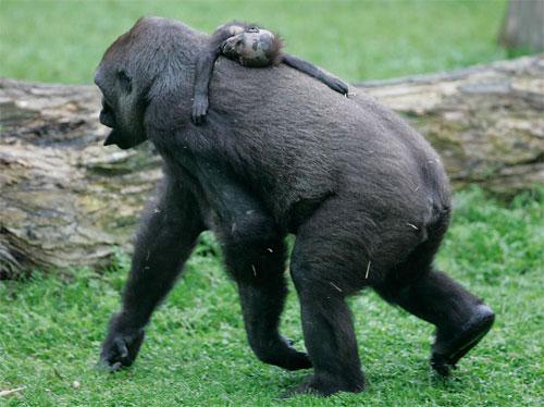 Горилла баюкала своего мёртвого малыша