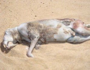 Самые жуткие найденные существа, и кем они оказались на самом деле