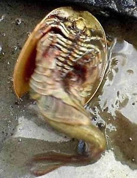 Самые жуткие найденные существа, и кем они оказались на самом деле