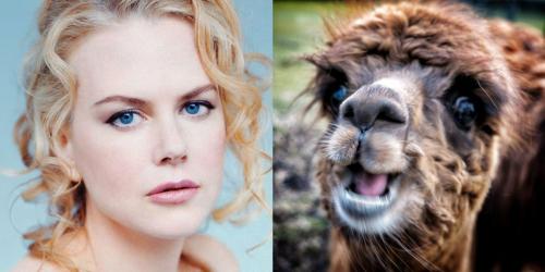 Необычные домашние любимцы знаменитости