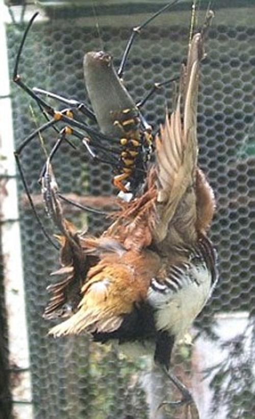Пауку удалось заманить в сети птицу