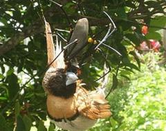 Пауку удалось заманить в сети птицу