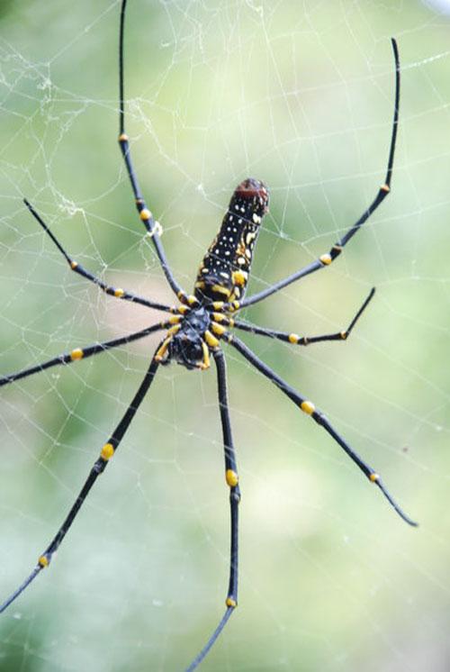 Пауку удалось заманить в сети птицу