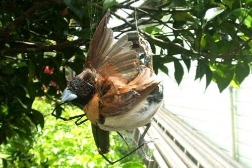 Пауку удалось заманить в сети птицу