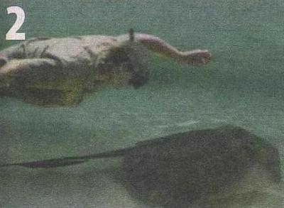 Фотографии гибели "охотника за крокодилами" попали в Интернет