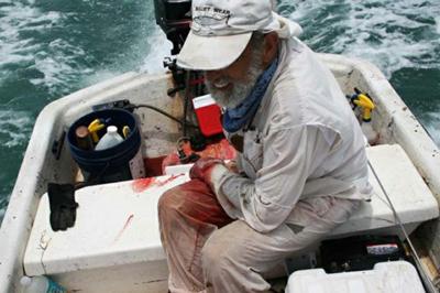 Выжившие после встречи с акулой: реальные фотосвидетельства