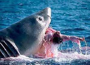 Выжившие после встречи с акулой: реальные фотосвидетельства