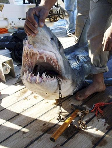 Выжившие после встречи с акулой: реальные фотосвидетельства