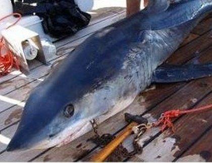 Выжившие после встречи с акулой: реальные фотосвидетельства