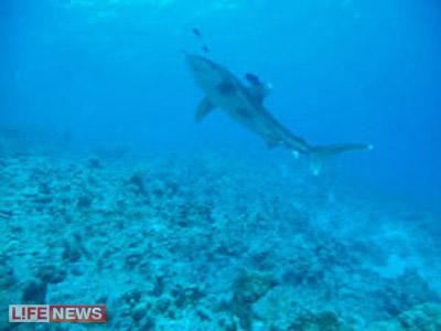 Выжившие после встречи с акулой: реальные фотосвидетельства