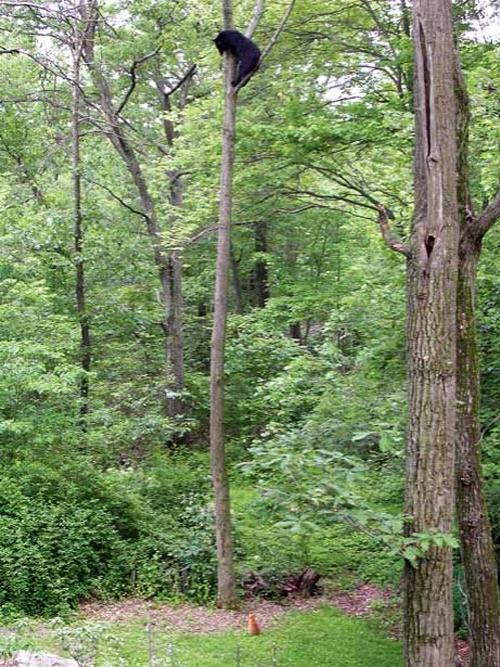 Журнал National Geographic News выбрал фаворитов