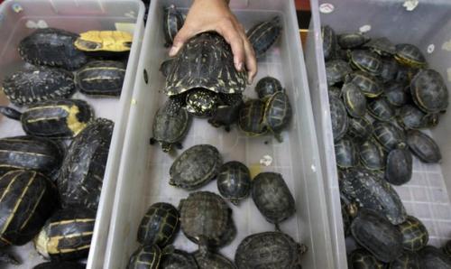 Невероятные уловки нелегальных мигрантов и контрабандистов