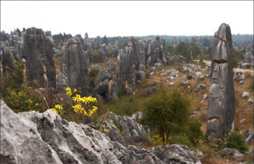 «Каменный лес» притягивает влюблённых