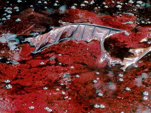 10 самых загрязненных рек планеты