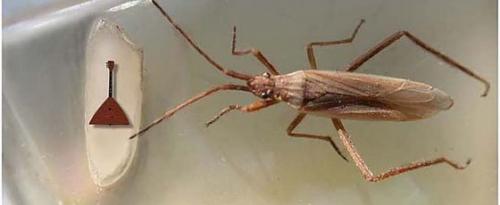 Самые маленькие инструменты в мире