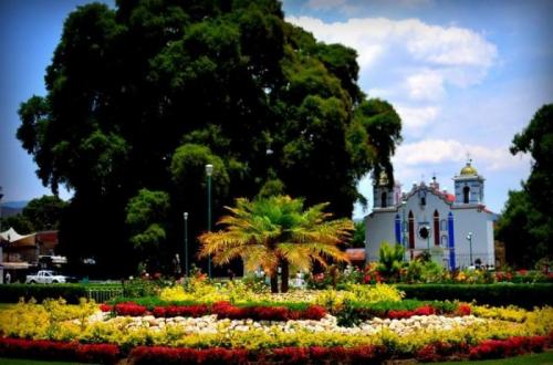 Самые  странные деревья в мире