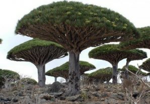 Самые  странные деревья в мире