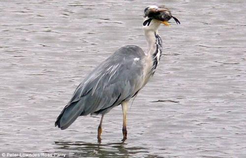 Цапля съела себе подобного
