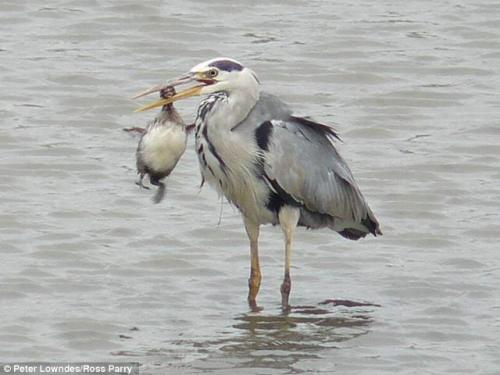 Цапля съела себе подобного