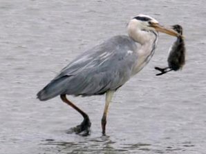 Цапля съела себе подобного