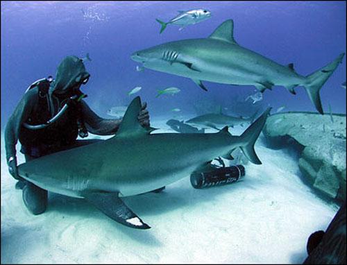 «Человек-акула» путешествует с хищниками