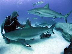 «Человек-акула» путешествует с хищниками