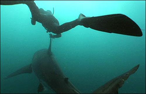 «Человек-акула» путешествует с хищниками