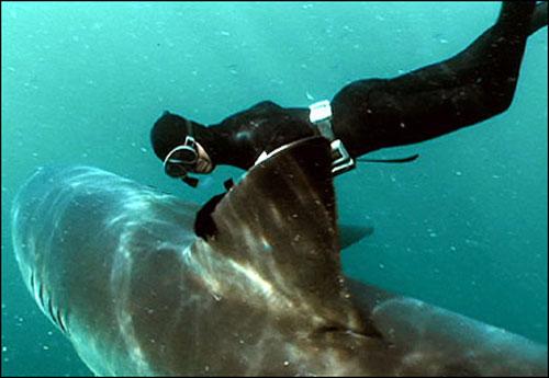 «Человек-акула» путешествует с хищниками