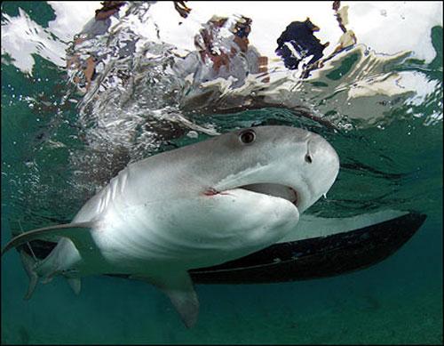 «Человек-акула» путешествует с хищниками