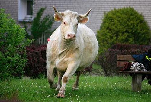 Беременная корова напугала жителей Ганновера