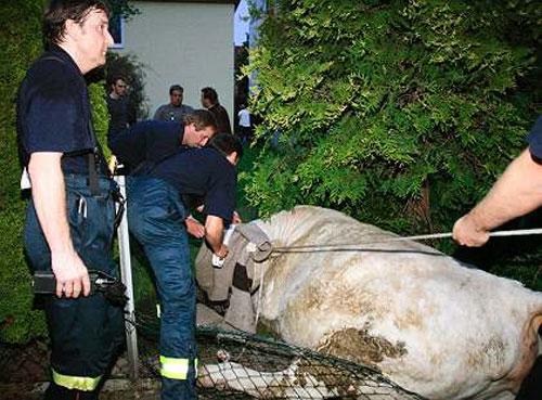 Беременная корова напугала жителей Ганновера