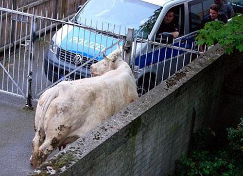 Беременная корова напугала жителей Ганновера