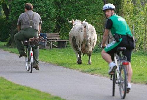 Беременная корова напугала жителей Ганновера
