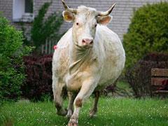 Беременная корова напугала жителей Ганновера