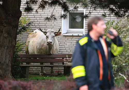 Беременная корова напугала жителей Ганновера