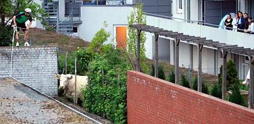 Беременная корова напугала жителей Ганновера