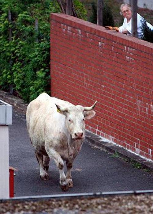 Беременная корова напугала жителей Ганновера