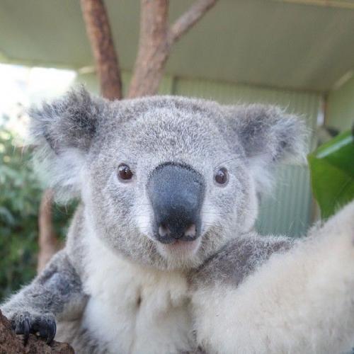 Даже коалы делают это: самые популярные селфи