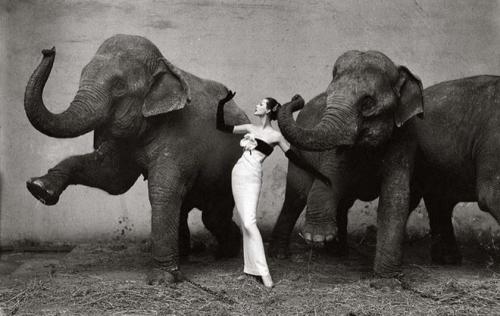 Ричард Аведон — «Довима со слонами», 1955Ричард Аведон — один из самых влиятельных фэшн-фотографов XX века. На знаменитом снимке популярная модель того времени Довима в платье от Dior. Снимок был продан  в 2011 году.Цена — $1 151 976.