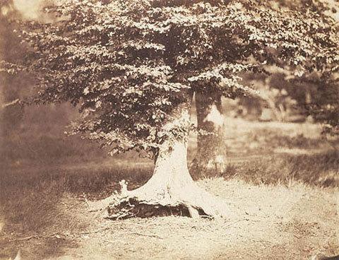 Густав Ле Грей - "Дерево", 1855В течение 1850 года Густав Ле Грей совершал несколько поездок в лес Фонтенбло, старый королевский охотничий заповедник, который был превращен в общественный парк - популярное в то время место отдыха в Париже. На этой фотографии изображено одно из тех буковых деревьев, что росли в том парке.Цена — $ 513 150.
