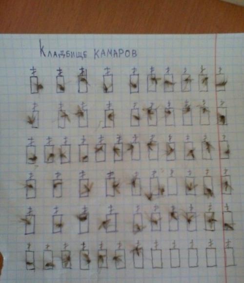 Удивительные спортивные состязания мира