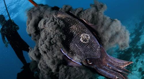 Удивительные подводные создания