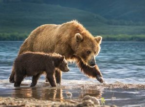 National Geographic представляет лучшие фотографии дикой природы 2017 года