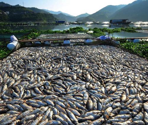 Массовый мор рыбы в Китае