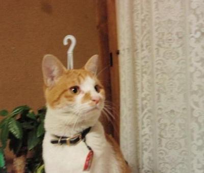 К чему может привести неудачный ракурс фотосъемки