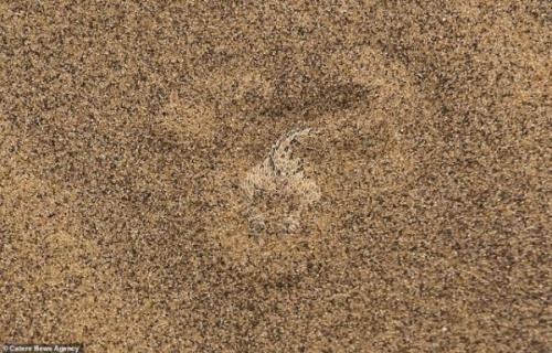 Самые незаметные животные на планете