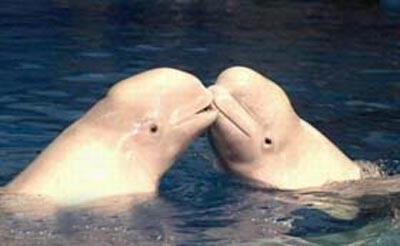 Рождественские киты веселят японцев