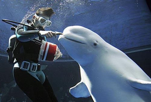 Рождественские киты веселят японцев